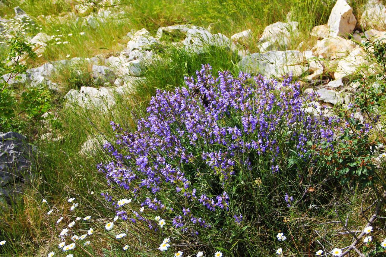 Villa Zlatno Sunce In The Hills Near Trogir Vrsine Экстерьер фото